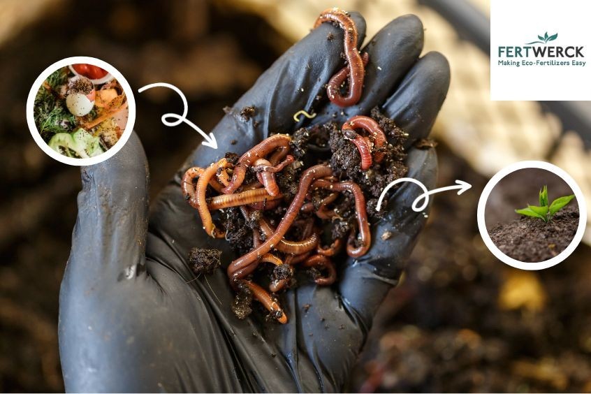 Master Home Vermicomposting: Effective, Mess-Free, Pest-Free