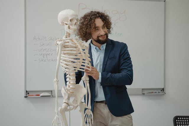 Teacher demonstrating body parts with a skeleton model, perfect for learning German A1 vocabulary for body parts like 'der Arm' and 'der Kopf.