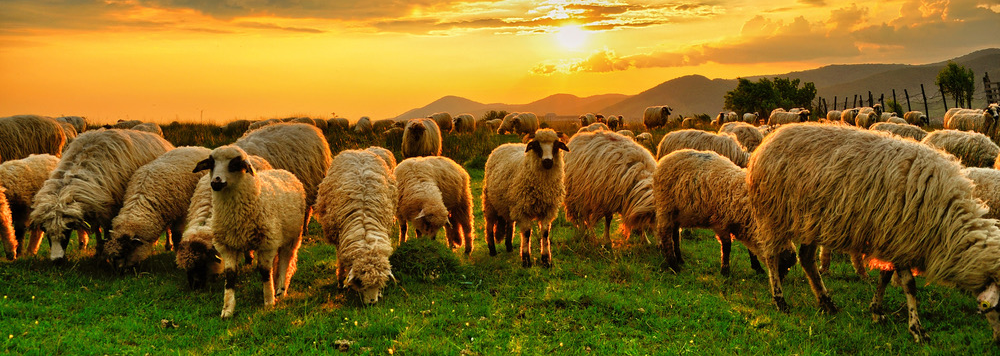 Cell Shepherds' Course Exam Only