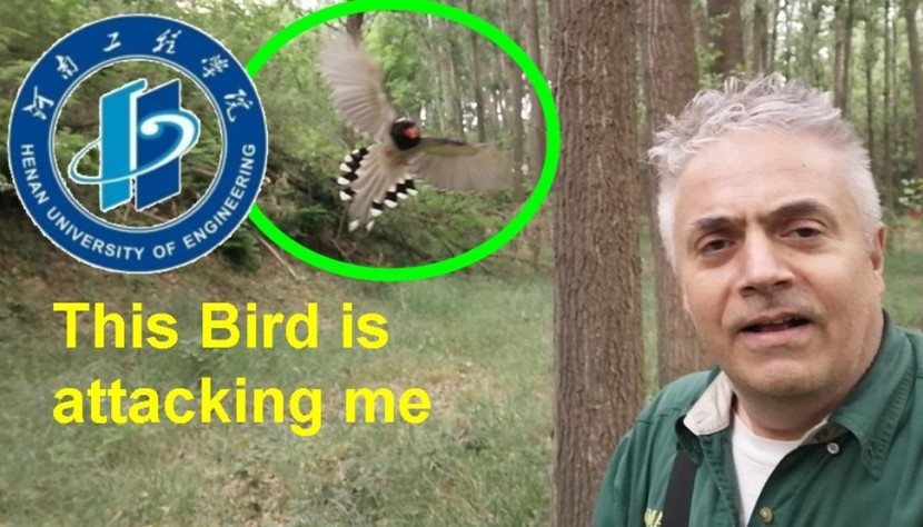 Bird attack