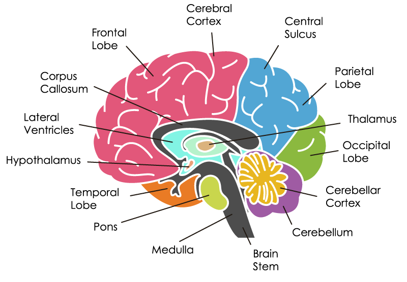 Neuro Fundamentals
