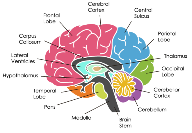 Neuro Fundamentals