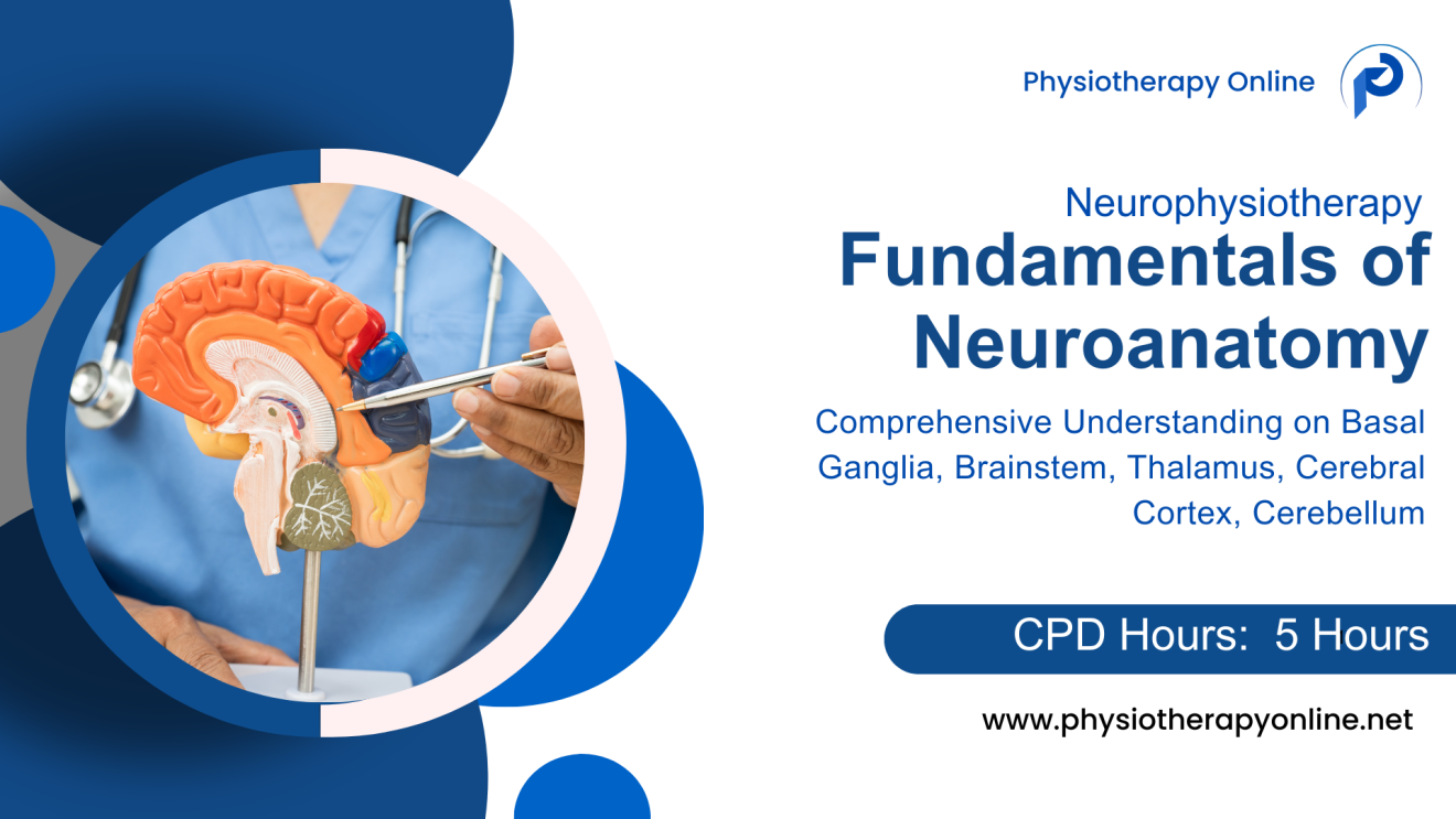 Fundamentals of Neuroanatomy - Understanding the Brain's Key Structures & Functions