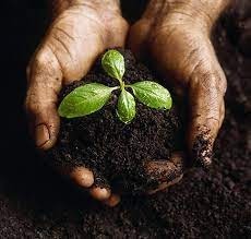 Agricultural Science - Soil Sciences and Plant Nutrition