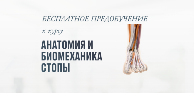 БЕСПЛАТНОЕ ПРЕДОБУЧЕНИЕ к курсу "Анатомия и биомеханика стопы"