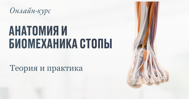 Курс "Анатомия и биомеханика стопы" - тариф С обратной связью